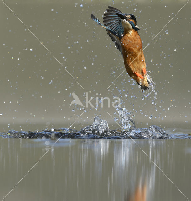 Kingfisher (Alcedo atthis)