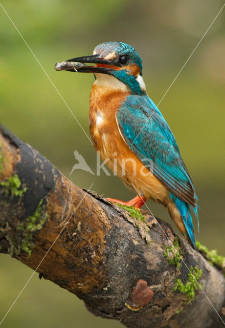 Kingfisher (Alcedo atthis)
