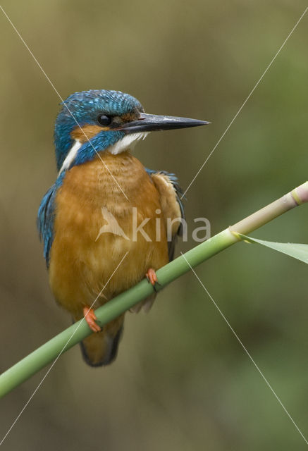 IJsvogel (Alcedo atthis)