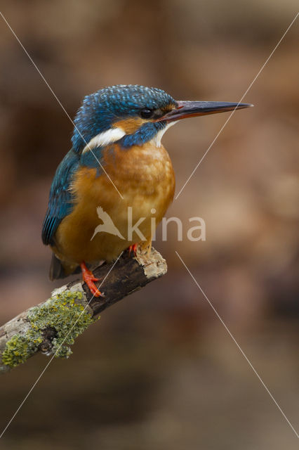 Kingfisher (Alcedo atthis)