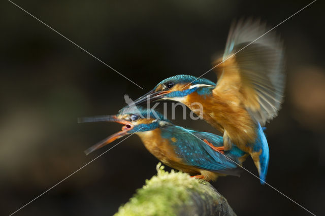 IJsvogel (Alcedo atthis)