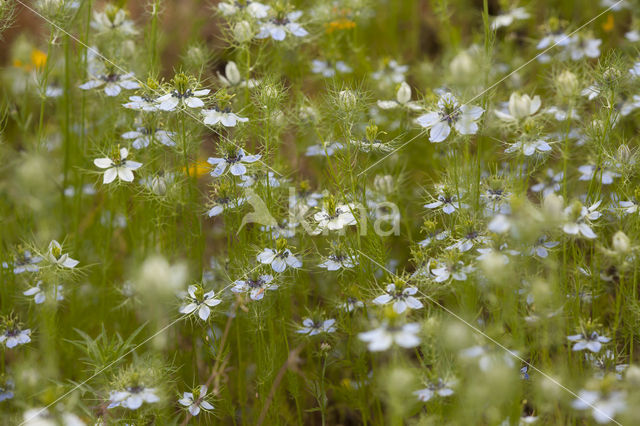 Juffertje-in-'t-groen (Nigella damascena)