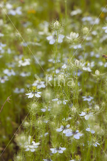 Juffertje-in-'t-groen (Nigella damascena)