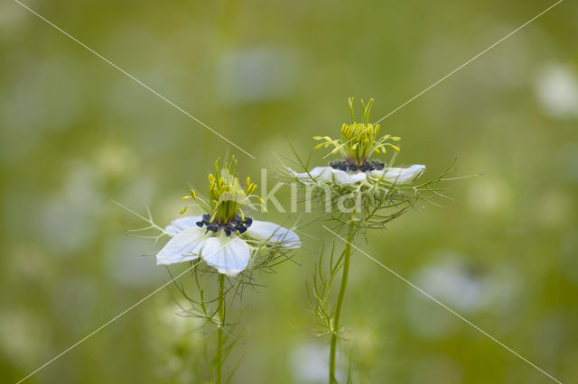 Love-in-a-mist (Nigella damascena)