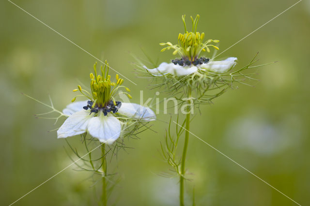 Juffertje-in-'t-groen (Nigella damascena)