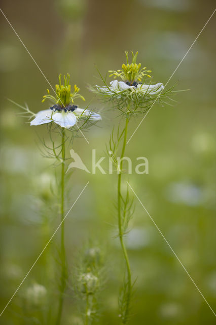 Juffertje-in-'t-groen (Nigella damascena)