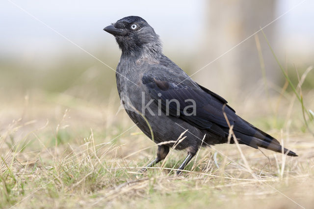 Eurasian Jackdaw (Corvus monedula)