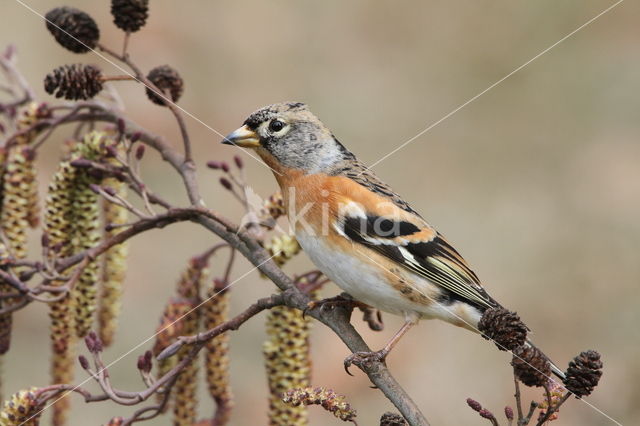 Brambling (Fringilla montifringilla)