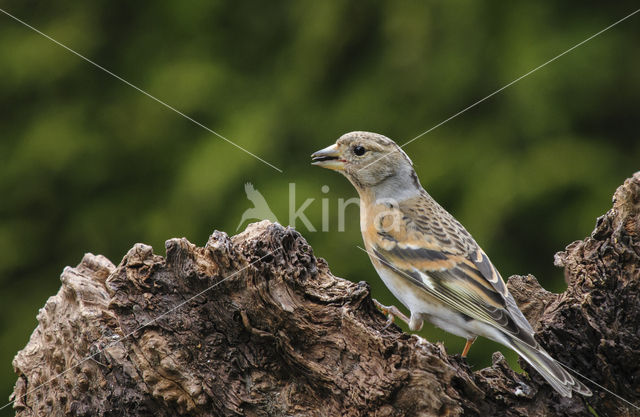 Keep (Fringilla montifringilla)