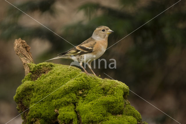 Brambling (Fringilla montifringilla)