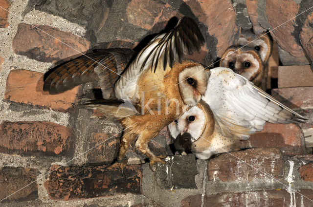 Barn Owl (Tyto alba)