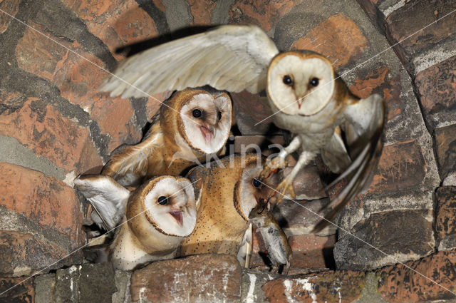 Barn Owl (Tyto alba)