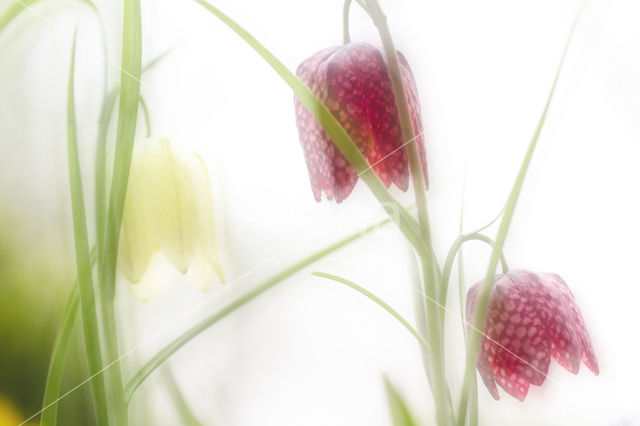 Kievitsbloem (Fritillaria spec)