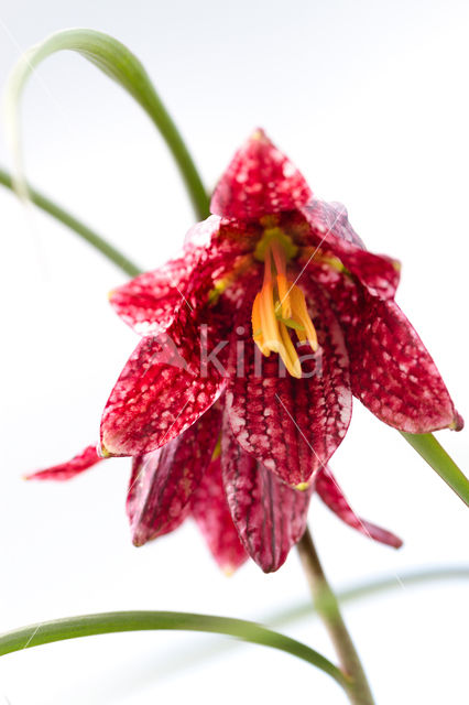 Kievitsbloem (Fritillaria spec)