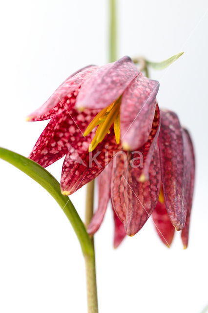 Fritillary (Fritillaria spec)