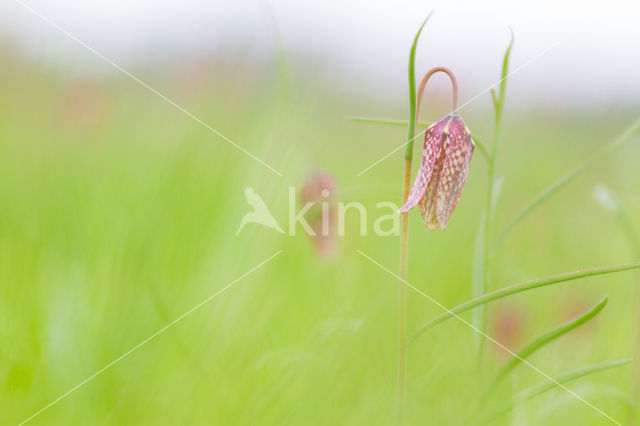 Kievitsbloem (Fritillaria spec)