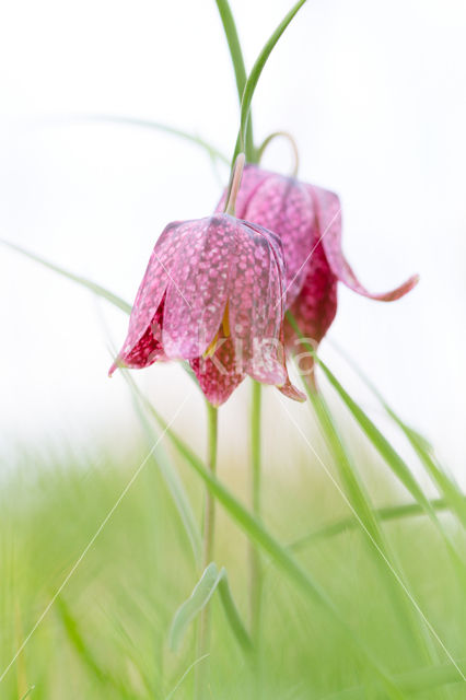 Kievitsbloem (Fritillaria spec)