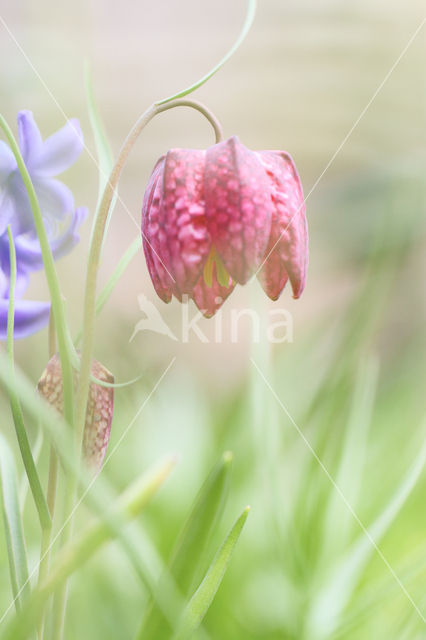 Fritillary (Fritillaria spec)