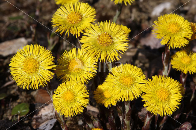 Coltsfoot (Tussilago farfara)