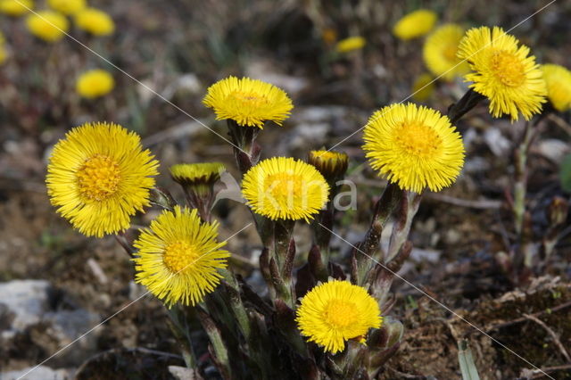 Coltsfoot (Tussilago farfara)