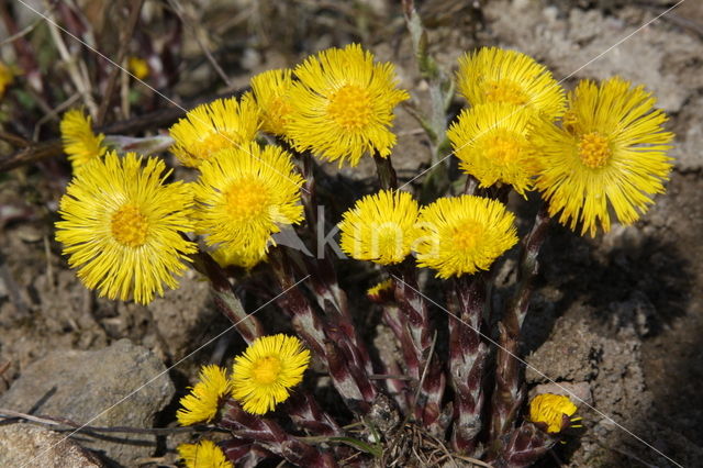 Coltsfoot (Tussilago farfara)