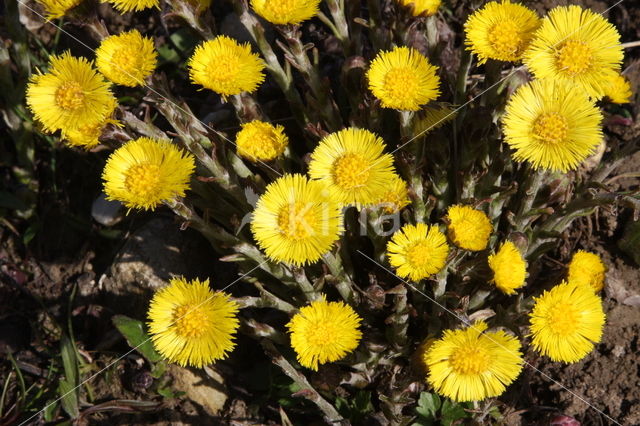 Coltsfoot (Tussilago farfara)