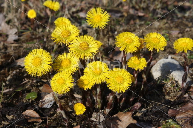 Klein hoefblad (Tussilago farfara)