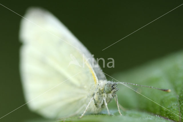 Klein koolwitje (Pieris rapae)