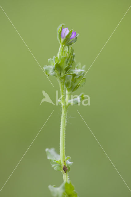 Venus's-looking-glass (Legousia hybrida)