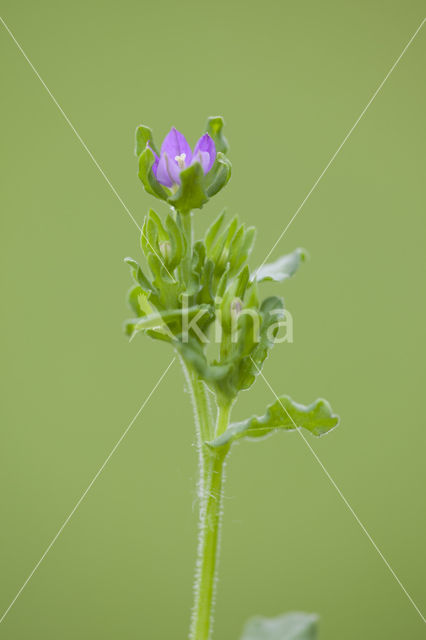 Venus's-looking-glass (Legousia hybrida)