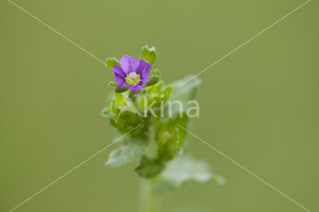 Klein spiegelklokje (Legousia hybrida)