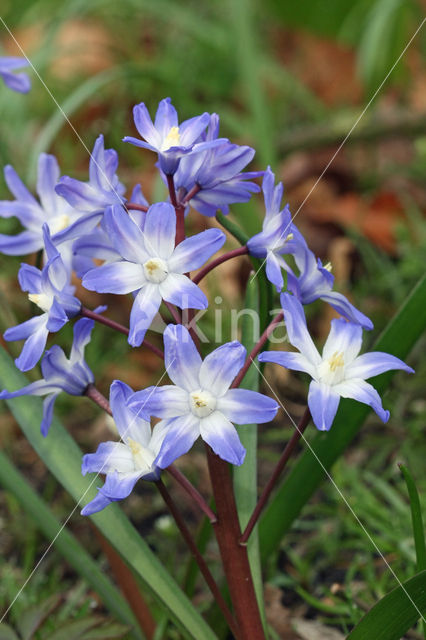 Kleine sneeuwroem (Scilla sardensis)