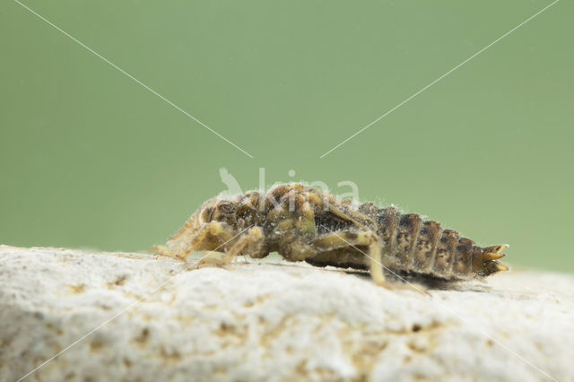 Kleine tanglibel (Onychogomphus forcipatus)