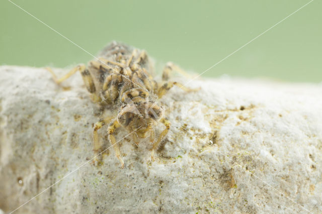 Green-eyed Hooktail (Onychogomphus forcipatus)