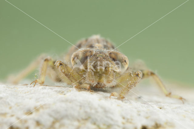 Green-eyed Hooktail (Onychogomphus forcipatus)