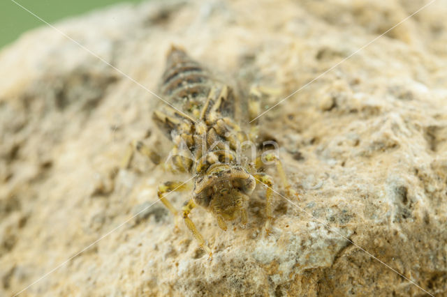 Green-eyed Hooktail (Onychogomphus forcipatus)