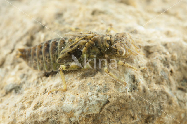 Kleine tanglibel (Onychogomphus forcipatus)