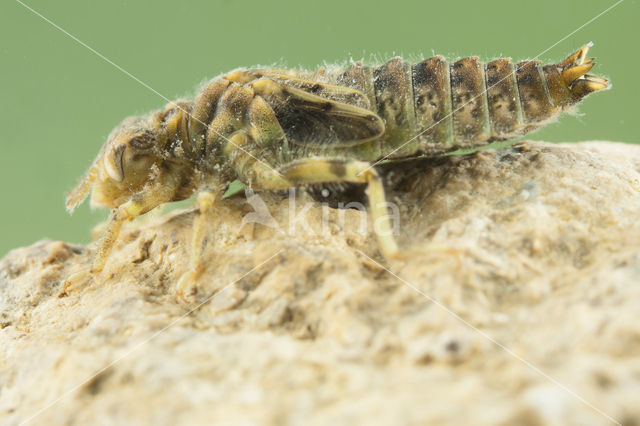 Kleine tanglibel (Onychogomphus forcipatus)