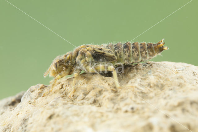 Green-eyed Hooktail (Onychogomphus forcipatus)