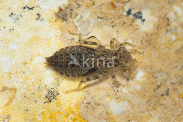 Green-eyed Hooktail (Onychogomphus forcipatus)