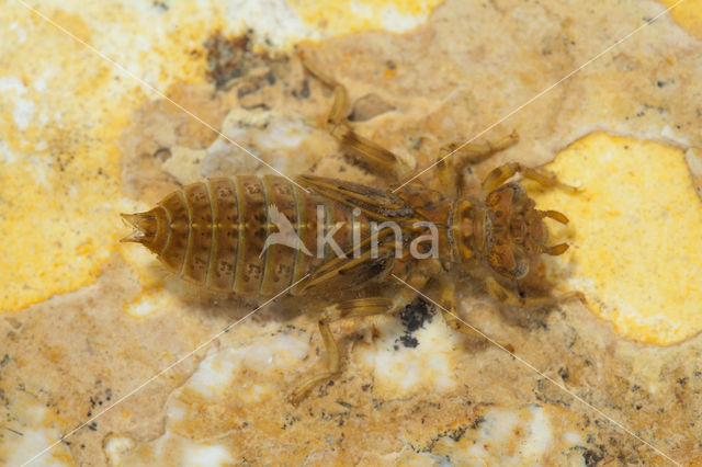 Green-eyed Hooktail (Onychogomphus forcipatus)