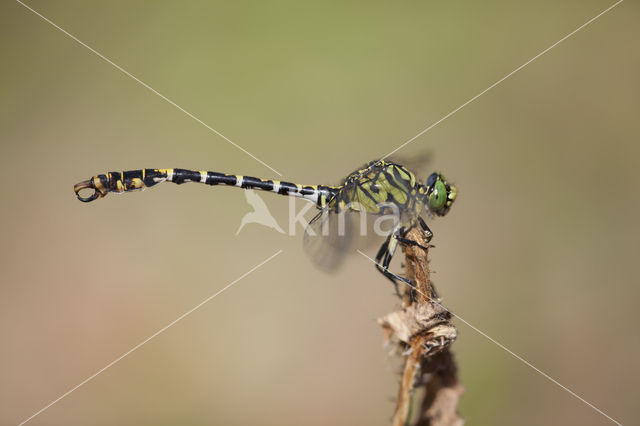 Kleine tanglibel (Onychogomphus forcipatus)