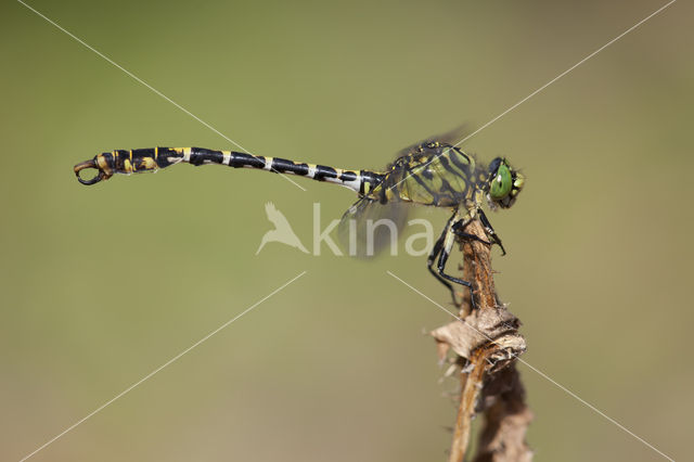 Kleine tanglibel (Onychogomphus forcipatus)