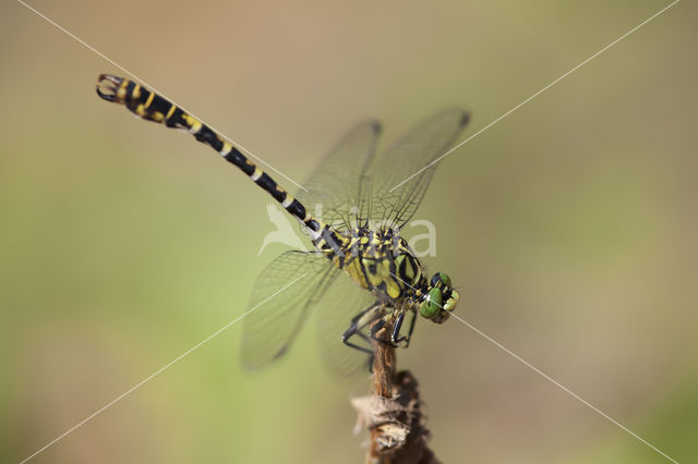 Kleine tanglibel (Onychogomphus forcipatus)