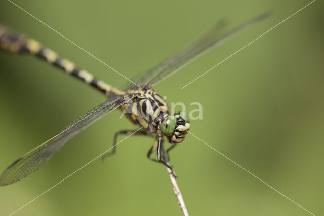 Kleine tanglibel (Onychogomphus forcipatus)