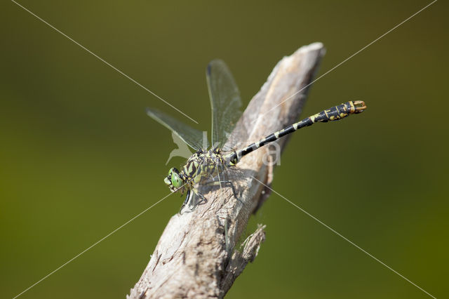 Kleine tanglibel (Onychogomphus forcipatus)