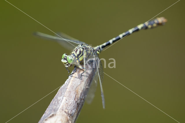 Kleine tanglibel (Onychogomphus forcipatus)