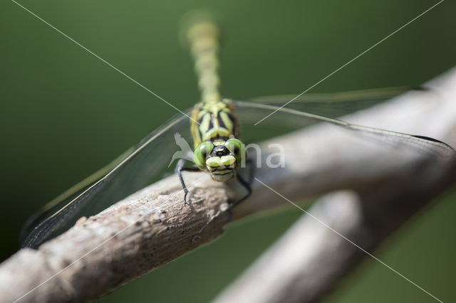Green-eyed Hooktail (Onychogomphus forcipatus)