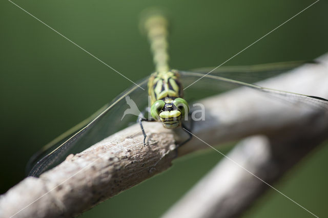 Kleine tanglibel (Onychogomphus forcipatus)