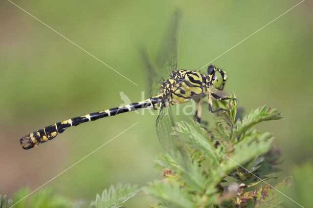 Green-eyed Hooktail (Onychogomphus forcipatus)